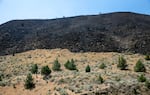 A stark line between burned and unburned land on the hills surrounding I-84 east near Durkee, Ore., July 31, 2024. The Durkee fire was started by a lightning strike in mid-July and burned nearly 295,000 acres of grassland over the course of two weeks.