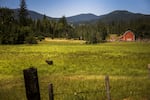 A lone bull pauses from munching deep grass on a massive 1,100-plus acre ranch outside of Rathdrum, Idaho. This verdant jewel is part of the vast Easterday family empire. The family is under intense pressure now. Cody Easterday is facing federal fraud charges from a massive cattle swindle, and two of the family’s major businesses are embroiled in federal bankruptcy. 