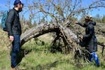 Peter LoVerso, left, and CJ Johnson check on a bowed centenarian apple tree with fresh shoots in the Crooked River National Grassland near Madras, Ore., on Friday, April 17, 2026.