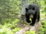 A black bear walks across a fallen tree in an Oregon forest, always sniffing for food with its keen sense of smell. State wildlife officials say spring is a popular time for bears to forage for food that humans leave behind in trash cans or even caked on a barbecue grill.