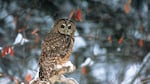A male spotted owl from a site near Sockeye Creek, photographed in 2005. This bird died shortly after the photograph was taken. 