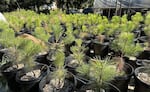 Ponderosa pine tree saplings in the Elderberry Wisdom Farm nursery outside Salem, Ore. These will be planted near schools and in lower-income neighborhoods as part of the farm's urban forestry program.