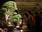 Organized by Ryan Neil, the Artisans Cup showcased 70 bonsai trees at the Portland Art Museum to try to elevate bonsai into the world of high art.