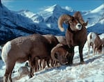 FILE: Bighorn sheep are pictured in an undated photo. A tiny parasite is causing stillbirths of bighorn lambs, and scientists are trying to learn more information about the bug's origins and effects.