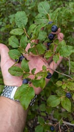 When ripe, huckleberries should roll gently from the stem into your palm. This is an undated supplied image.