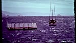 A fishing boat tows a holding pen of wild sea otters captured in Alaska for the reintroduction attempt in 1970.