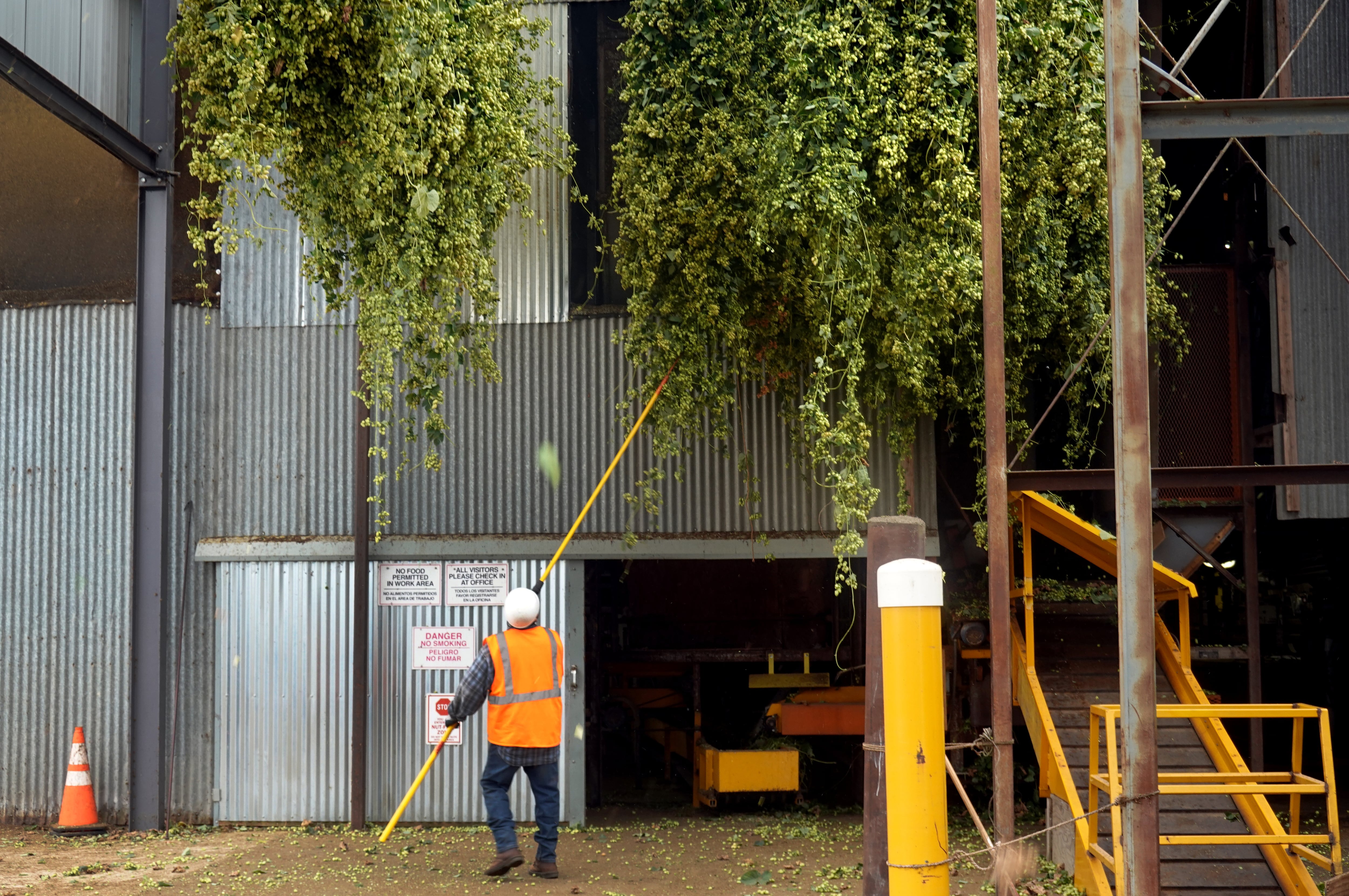 A worker guides hop vines into a processing warehouse at Coleman Agriculture in St. Paul, Ore., Sep. 3, 2025.