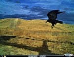 A raven flies by a trail camera near bait that researcher Lindsey Perry placed.