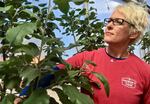 Christine Walter, part of the extended family operating Bauman Farm in Gervais, Oregon, checks a young Spitzenburg apple tree for sale in a tasting room.