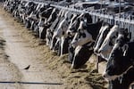 FILE - Dairy cattle feed at a farm on March 31, 2017, near Vado, N.M.