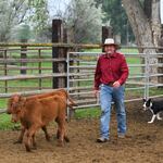 Doherty, dressed in jeans and red Western shirt follows two brown calves as they trot around cow pen. A black-and-white cattle dog follows Doherty, its tongue flopping happily.