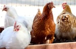 Rescued chickens gather in an aviary at Farm Sanctuary's Southern California Sanctuary on Oct. 5 in Acton, Calif. A wave of the highly pathogenic H5N1 avian flu has entered Southern California, driven by wild bird migration.