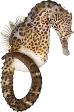 Pot-Bellied Seahorse Hippocampus abdominalis Specimen No. 54; 4 inches tall; Aquarium of the Pacific, Long Beach, California
