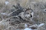 FILE - This Jan. 26, 2024, image provided by the U.S. Fish and Wildlife Service shows a wolf from the Eagle Creek Pack near Alpine, Arizona, during the agency's annual survey of the endangered species.