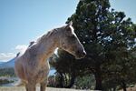 Gandalf, a 16-year-old stallion and likely the oldest on the range, at Wild Horse Ranch in Siskiyou County, California in March 2022. Gandalf has been usurped by a younger stallion that allows him to continue to be part of the family band, a twist on the usual family band make-up that typically consists of a lone band stallion.