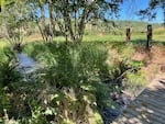 Lenz Creek is one of several tributaries to the Hood River that has been tested for pesticides regularly as part of the state's Pesticide Stewardship Partnership.