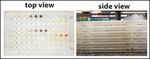 The OSU team checked the function of proteins using phenotypic microarrays — a high-throughput system featuring plates with 96 wells per plate, each well representing a different culture condition for the proteins.