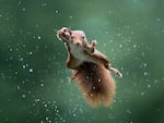 Alex Pansier's photo of a red squirrel jumping in a rainstorm.