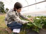 Oregon State University masters student Joussy Hidrobo tending to a strawberry test plot at the North Willamette Research and Extension Center in Aurora, Ore., on June 8, 2022.