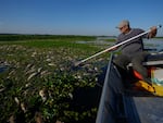 Fisherman Alan Belucci inspects dead fish on the banks of the Piracicaba River in a rural area of Piracicaba, Sao Paulo state, Brazil, on Wednesday. The state's environmental agency alleges that the cause of their death is irregular dumping of industrial waste into the river.