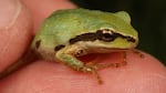 A common sight throughout the northwest, scientists say this Pacific chorus frog is a carrying a deadly amphibian infection.