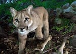 Problem encounters with cougars have increased in Oregon's Willamette Valley.