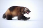Wolverines, which look like a small bear and are part of the weasel family, are rare in the Northwest, and listed in Oregon as threatened.