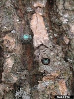 The emerald ash borer eats into the bark of ash trees and leaves D-shaped holes.