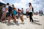 A child plays with a corgi while standing in line with her parents to sign in at the 2016 Oregon Corgi Beach Day at the Oregon Humane Society booth. "They make a wonderful family dog," said Donna Newton, the breed rescue contact of the Columbia River Pembroke Welsh Corgi Club. "They get along well with adults and with children." 