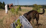 Birdie, Kimmel's dog, hunts for critters under the base of the young vines as Kimmel tends to a vine at her White Salmon, Wash., vineyard on July 14, 2026.