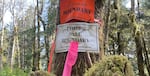 State forestry officials face backlash over Astoria timber sales, board member resigns in wake