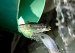 Chinook salmon smolt released from a liberation truck into an acclimation pond at Carver Park in Clackamas.