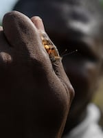 Mickaël holds a painted lady butterfly in Ivory Coast.