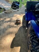 Bowser the tortoise walking along a dirt path next to a Portland Police Bureau all-terrain vehicle.