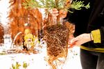 Caryssa Rouser, a propagation specialist with Archangel Ancient Tree Archive, holds a sequoia seedling, Tuesday, Oct. 26, 2021, in Sequoia Crest, Calif. The effort led by the Archangel Ancient Tree Archive, a nonprofit trying to preserve the genetics of the biggest old-growth trees, is one of many extraordinary measures being taken to save giant sequoias that were once considered nearly fire-proof and are in jeopardy of being wiped out by more intense wildfires.