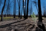 A small ponderosa pine seedling in its second growing season in Klamath Basin forest, June 29, 2023. The 2021 Bootleg Fire burned through some 100,000 acres of the Seattle-based company Green Diamond’s Southern Oregon timberlands that were part of a carbon offset project now proposed for termination. In some areas, the fire killed nearly 100% of the forest cover.