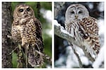 This combination of 2003 and 2006 photos shows a northern spotted owl, left, in the Deschutes National Forest near Camp Sherman, Ore., and a barred owl in East Burke, Vt.
