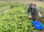 Saruh Wynes harvests New Zealand spinach on the ōkta farm, Nov. 1, 2023. Wynes is the farm manager at ōkta's regenerative farm and single-handedly planted nearly everything growing on the one-acre plot. 