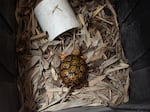 The patterns on box turtle shells are meant to emulate dappled light coming through trees to help the animals camouflage in their native forests of eastern North America. Their bright coloration also makes them more desirable for the pet trade.