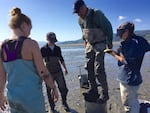 Brett Dumbauld stands on top of a metal ring to sink it into the mud in Oregon's Tillamook Bay. The group will dig out the contents and sort through them by hand to count the shrimp inside.