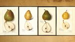 Water color of four different pear types.