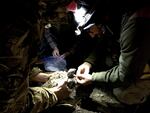 Todd Stansbery attaches a transmitter to a female sage grouse.