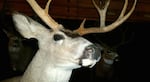 Mounted trophy deer heads at the Jackson County Sportsmen's Show.