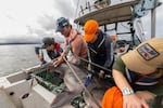 Big Fish Lab researchers process sevengill sharks on the Oregon State University research boat.