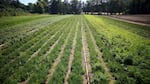 Nurseries had to grown hundreds of thousands of native plants.