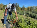 Jim Myers says a single pepper plant could produce 100 fruits. Undated provided image.