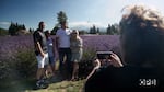 Visitors to Lavender Valley Farm in Parkdale snap an idyllic picture