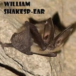 In 2023, William ShakespEAR, a female Townsend’s big-eared bat from Butte Falls, Oregon, took home the crown in the Bat Beauty Contest.