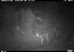 One of Idaho’s largest mule deer herds has been using the overpass this winter as they spend the colder months in the lower elevation Boise River corridor and then migrate up toward the Sawtooths in the spring.