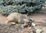 A mule deer buck entangled in holiday lights was darted by ODFW wildlife biologists, cleaned up and safely released.